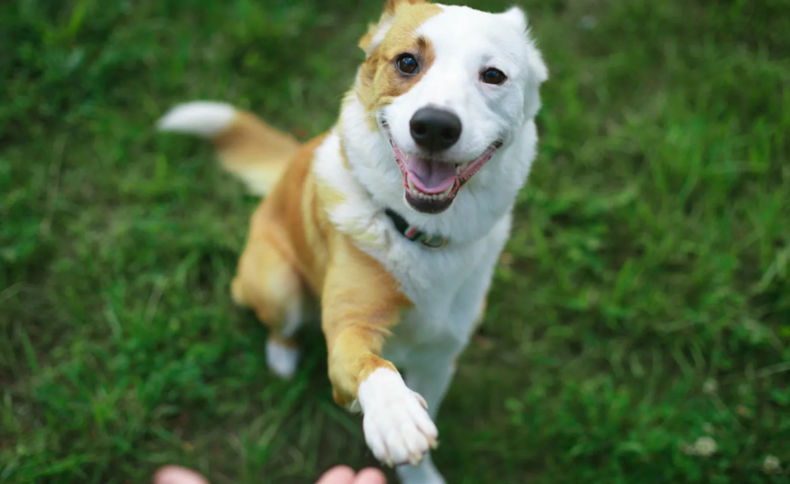 A Brown/White Smiling Dog Holding Out its Paw Outside